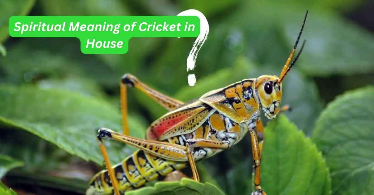 10 Amazing Spiritual Meaning of Cricket in House