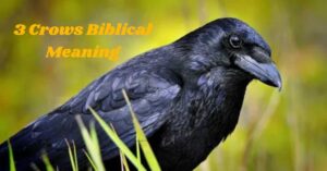 3 Crows Biblical Meaning Strength, Hope, and Divine Wisdom