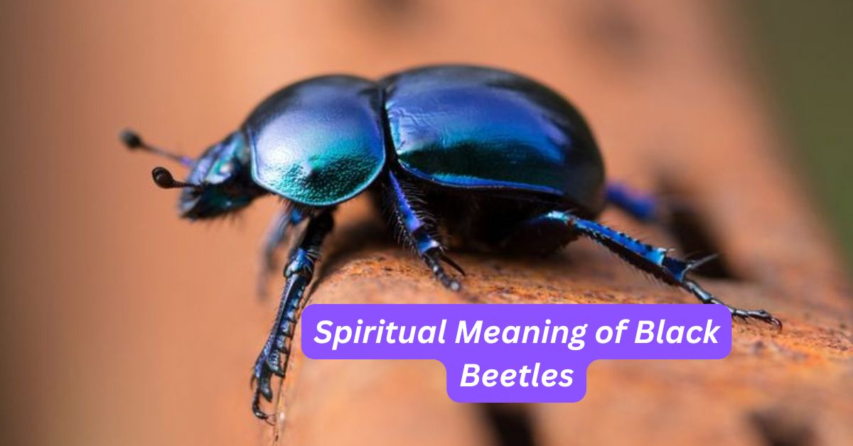 10 Spiritual Meaning of Black Beetles