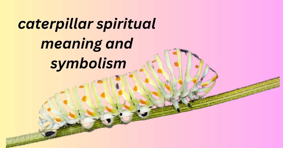 13 caterpillar spiritual meaning and symbolism