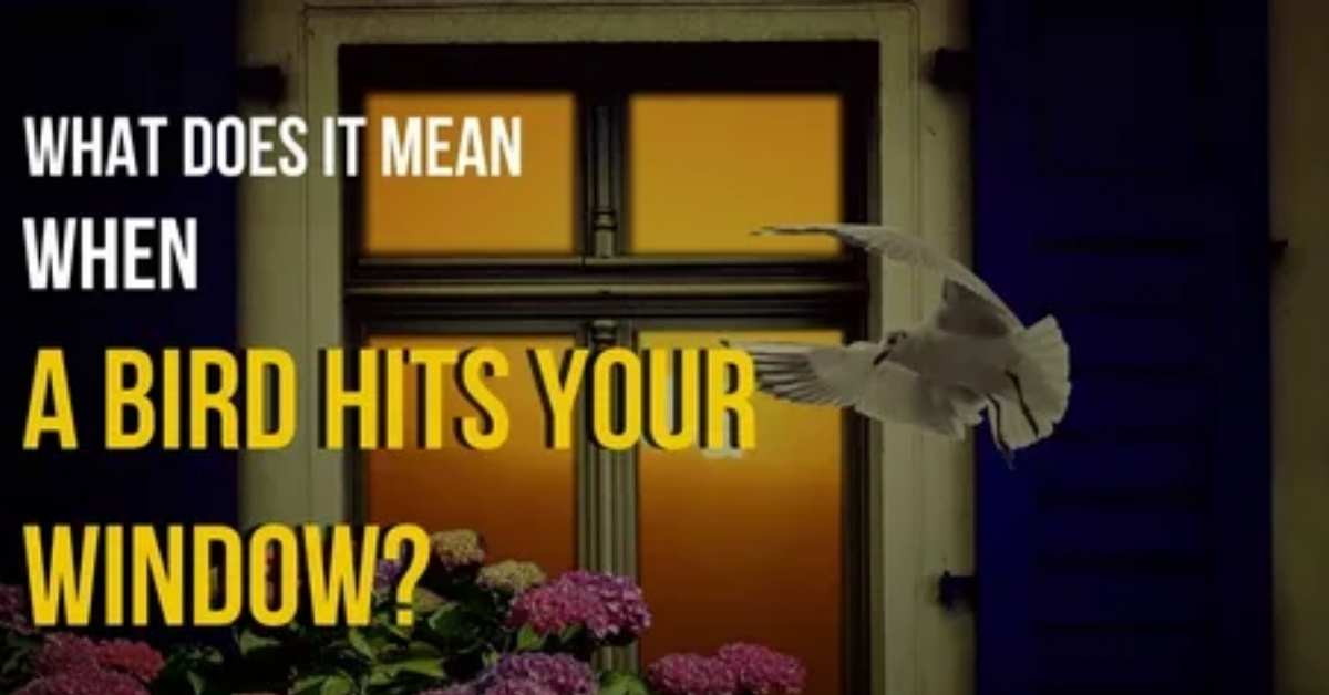 Bird Keeps Flying Into Window Spiritual Meaning