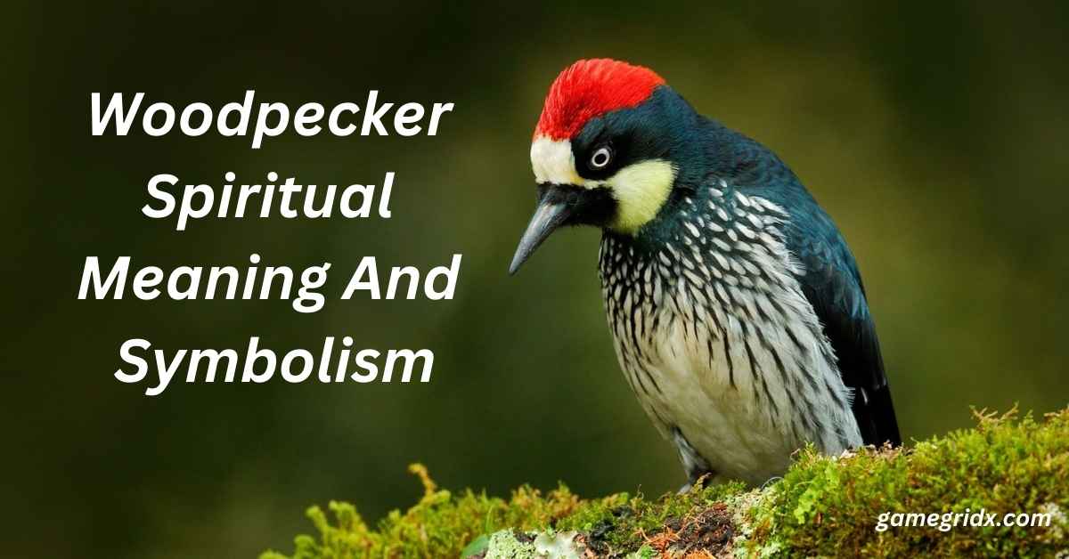 Woodpecker Spiritual Meaning And Symbolism-Calm Spirituality