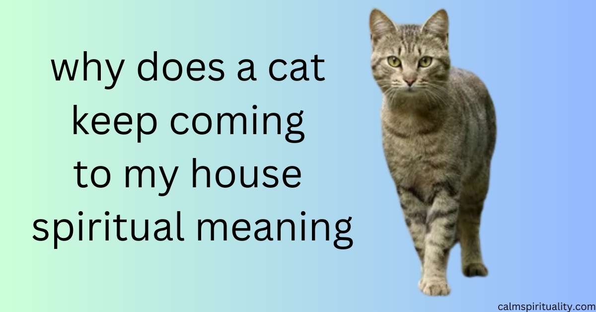 why does a cat keep coming to my house spiritual meaning