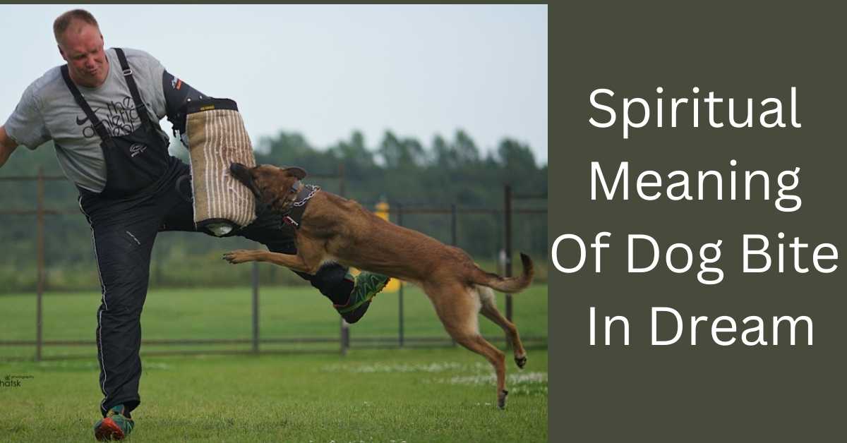 Spiritual Meaning Of Dog Bite In Dream