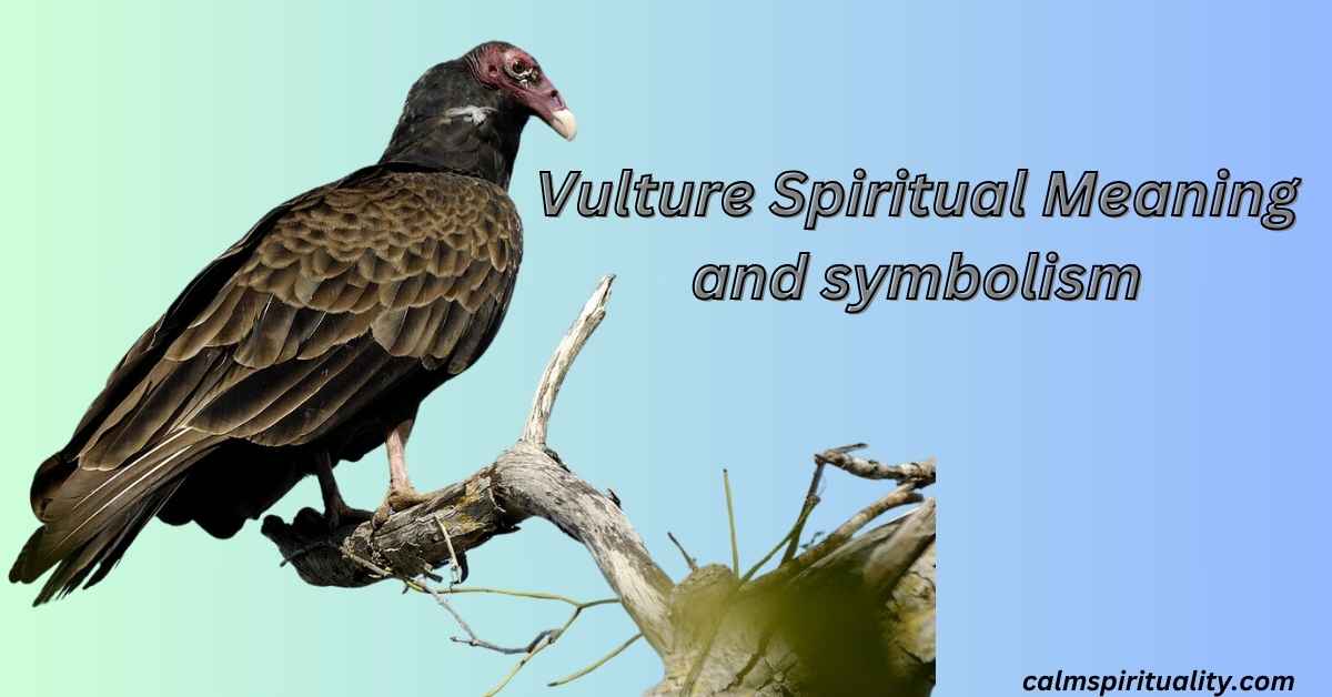 Vulture Spiritual Meaning and symbolism