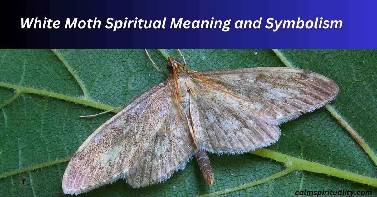 White Moth Spiritual Meaning and Symbolism - Calm Spirituality