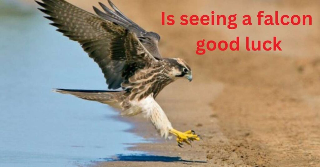 Is seeing a falcon good luck