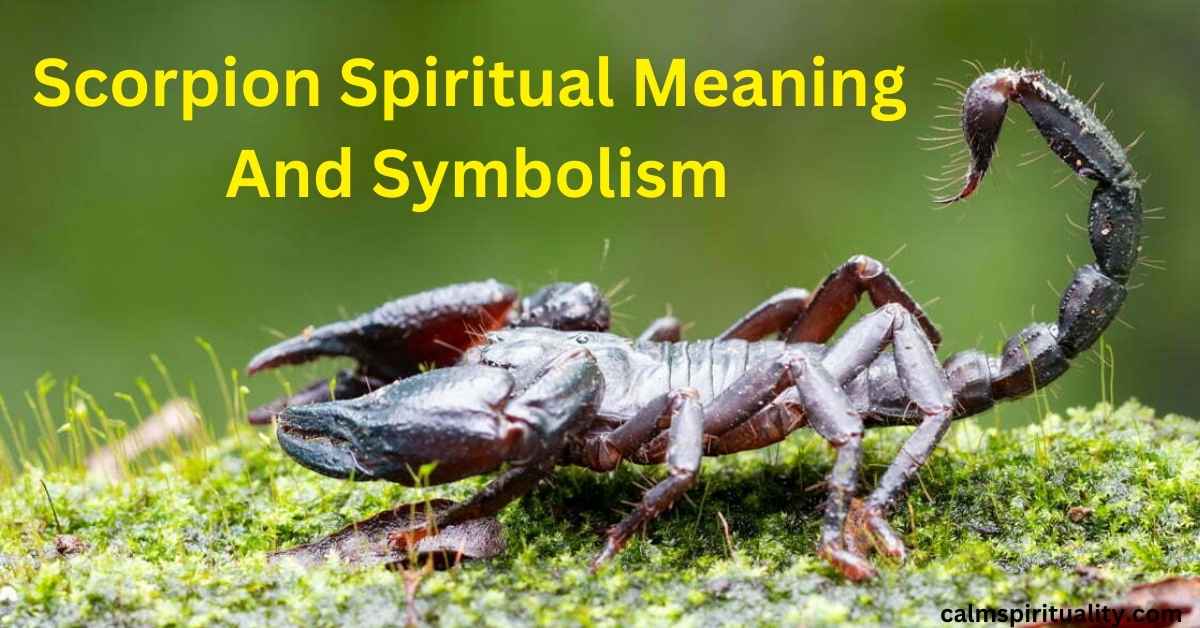 Scorpion Spiritual Meaning And Symbolism - Calm Spirituality